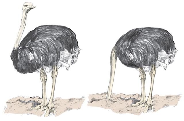 ostrich_color